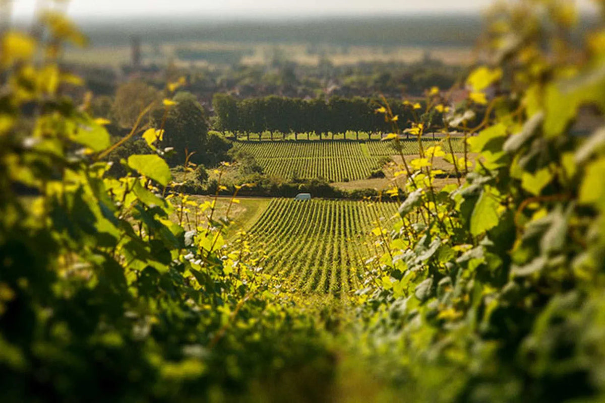 Domaine Joblot