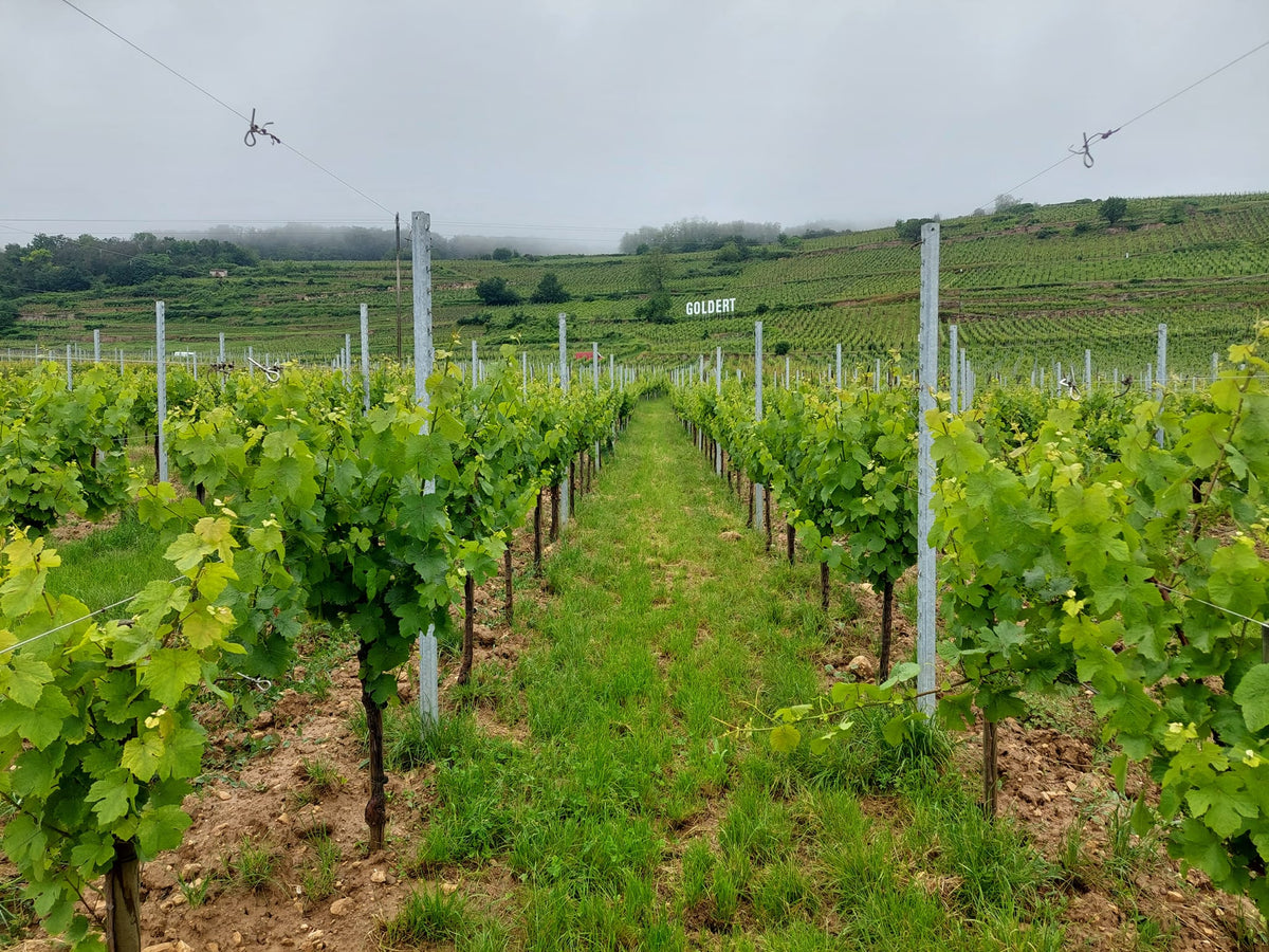 Domaine Bernard Scherb et Fils